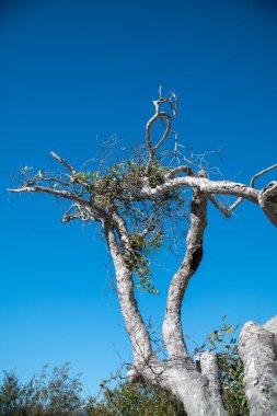 WhitSunday, Avustralya sahillerinde ağaçlar.