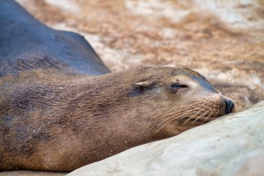 California 'nın uyuyan foku, ABD.