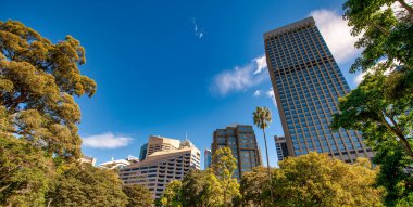 Avustralya Hyde Park 'tan Sydney gökdelenleri