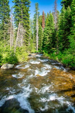Yellowstone nehri, ulusal park ormanı boyunca.