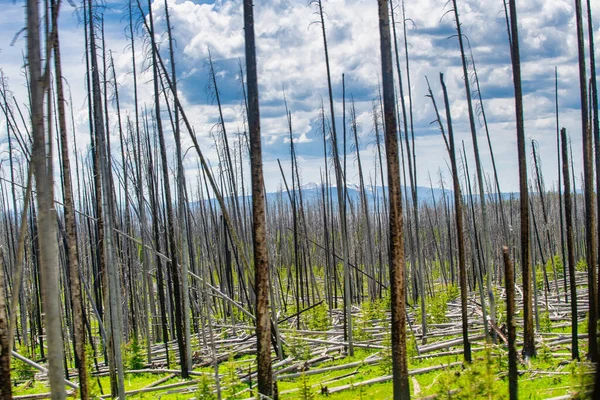 Bare Trädstammar Yellowstone National Park Usa — Stockfoto