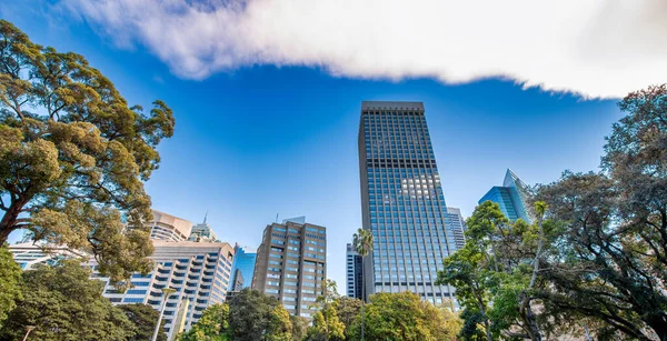 Sydney Skyskrapor Från Hyde Park Australien — Stockfoto