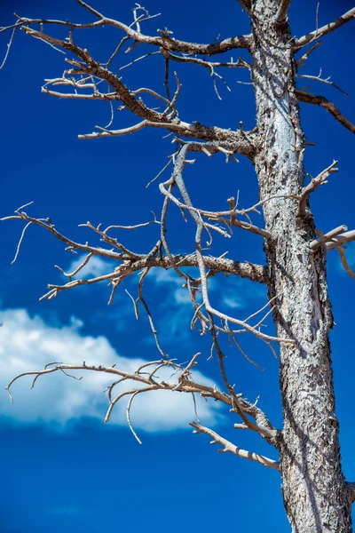 Bare Boom Een Nationaal Park Usa — Stockfoto