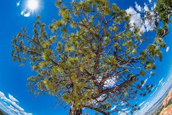 Albero Contro Sole Cielo Blu Del Bryce Canyon Una Bella — Foto Stock