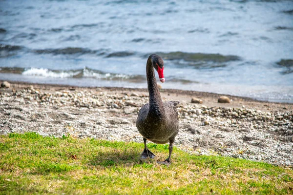 Cisne Marrón Frontera Del Lago — Foto de Stock