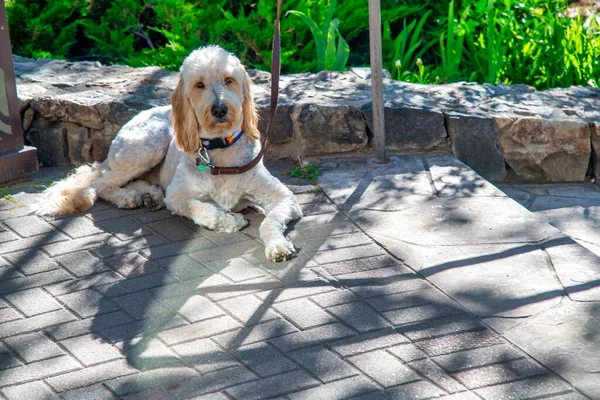Dog Seated Ground Collar — Stock Photo, Image