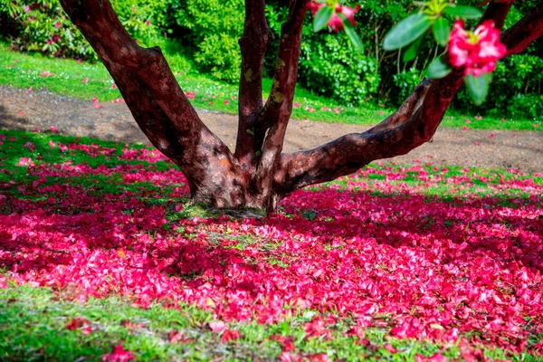 Árbol Con Pétalos Morados Suelo Parque Ciudad —  Fotos de Stock