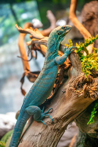 Ormandaki Bir Ağaçta Iguana — Stok fotoğraf