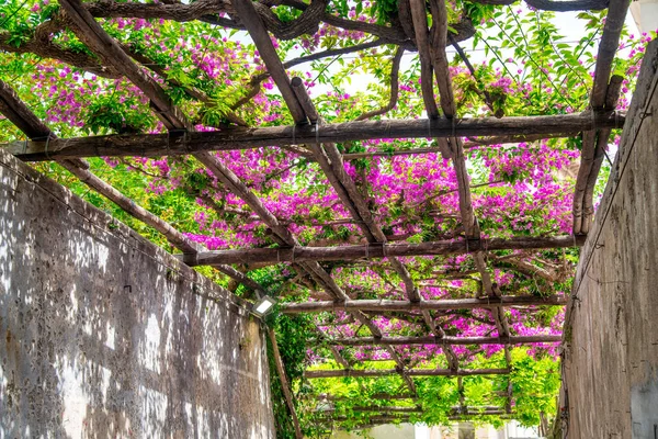 Flores Color Púrpura Pérgola Positano Italia —  Fotos de Stock