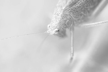 İtalya 'da Toskana Bahçesinde Yaprak Üzerindeki Çekirge