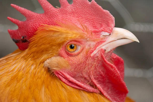 奥兰治公鸡在托斯卡纳的表达 — 图库照片