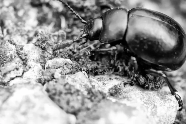 토스카나 초원에 바퀴벌레 — 스톡 사진