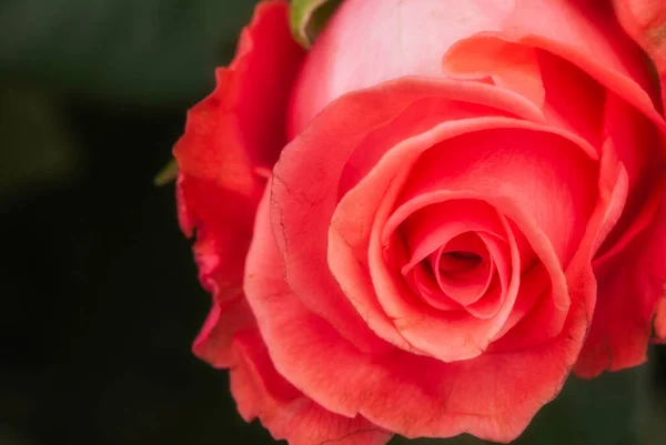Červená Růže Toskánské Zahradě Itálie — Stock fotografie
