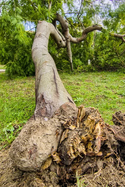 Scenic Shot Trees Countryside — Stock Photo, Image