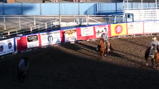 CODY, WY - červen 2019: Cowboys chase cow with rope at rodeo park — Stock video