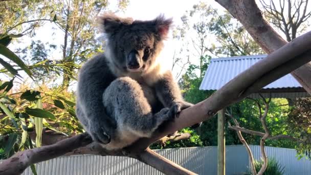 Koala på trädet, Australien — Stockvideo