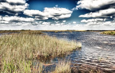 Swamps of Florida Everglades on a beautiful sunny day. clipart