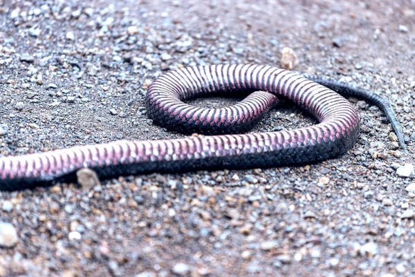 Veszélyes Kígyó Halt Meg Úton — Stock Fotó