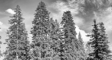 Mavi gökyüzüne karşı dağ çam ağaçları. Tatil konsepti.