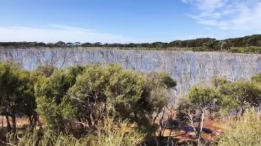 Kanguru Adası, Avustralya Gölde çıplak ağaçlar