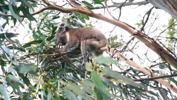Koala sur un arbre le long de la Great Ocean Road, Australie — Video