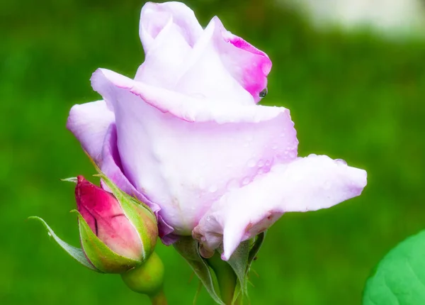 Фіолетовий Роза Крапель Води Італія — стокове фото