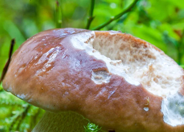 Boletus Mushroom Dolomites Woods Italia — Foto de Stock
