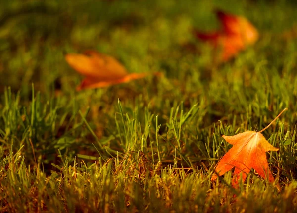 Sonbahar Toskana Sırasında Çim Renkleri — Stok fotoğraf