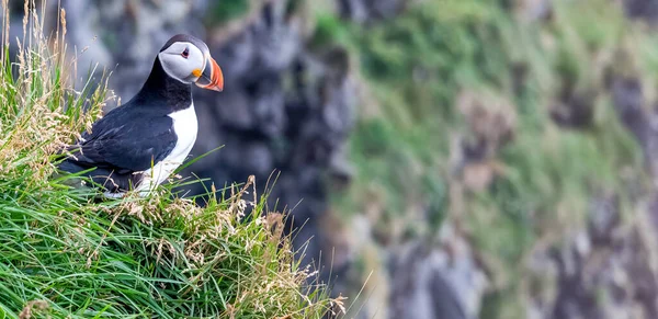 Gros Plan Beau Macareux Sur Une Falaise — Photo