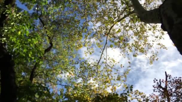 Vallende bladeren in slow motion, stadspark in gebladerte seizoen — Stockvideo