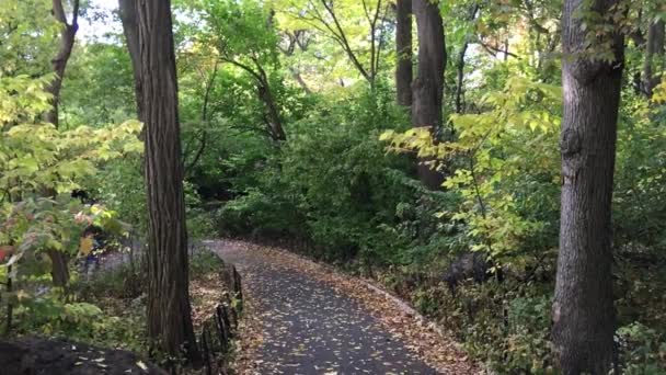 Promenader längs Central Park under bladsäsong, New York City på hösten — Stockvideo