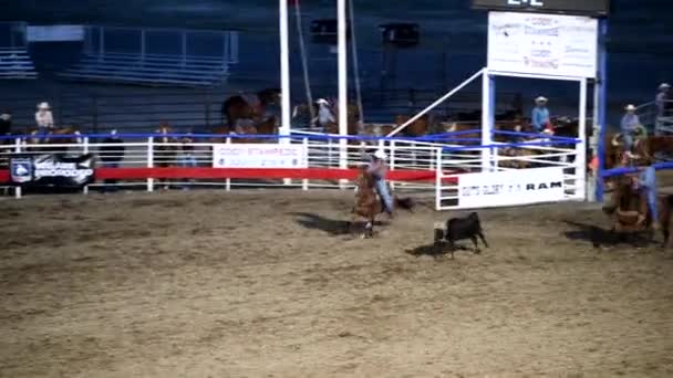CODY, WY - červen 2019: Kovboj honí krávu s provazem v rodeovém parku — Stock video