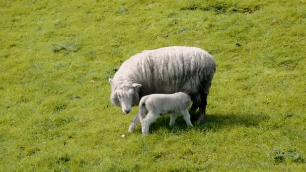 Schafe auf einer Wiese, Neuseeland. Zeitlupe — Stockvideo