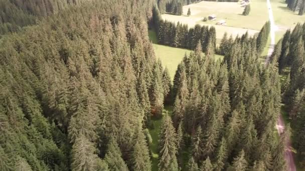 夏の高山植物の空中風景、飛行ドローンからの森林のオーバーヘッドパノラマ — ストック動画