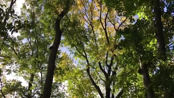 Padající listí ve zpomaleném filmu, městský park v období listoví — Stock video