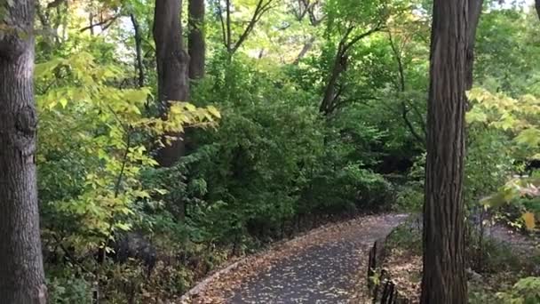 Folhas caindo em câmera lenta, parque da cidade na temporada de folhagem — Vídeo de Stock