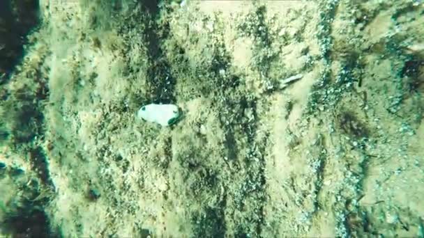 Підводне життя, Італійський океан. — стокове відео
