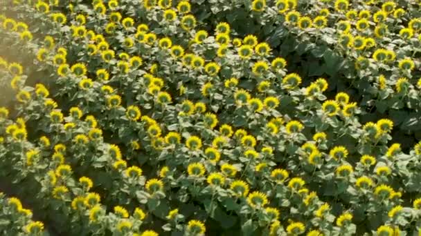 Luftaufnahme von Sonnenblumenwiesen im Sommer — Stockvideo