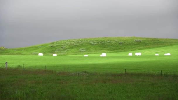 Covered Hay Bales in summer season, Iceland — Stock Video
