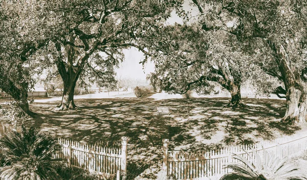 Oak Alley plantation trees on a beautiful sunny day, Louisiana.