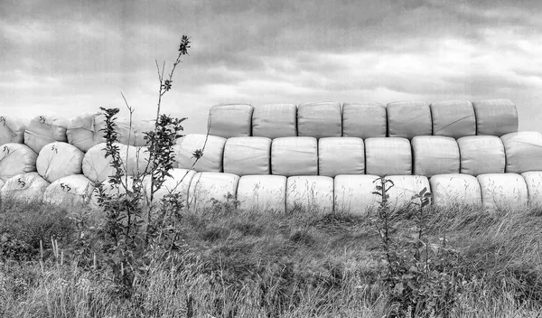 Hay Bales Covered Plastic — Stock Photo, Image