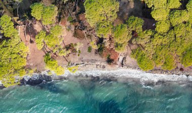 Aşağıya doğru hava görünümünü çam ağaçlarının güzel bir sahil şeridi boyunca. Deniz ve orman.