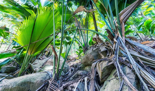 Tropisch Bos Valle Mai Praslin Seychellen — Stockfoto