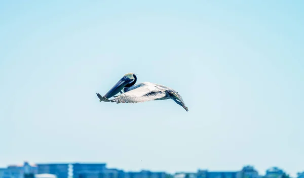 Pelicano Marrom Voando Contra Céu Azul — Fotografia de Stock