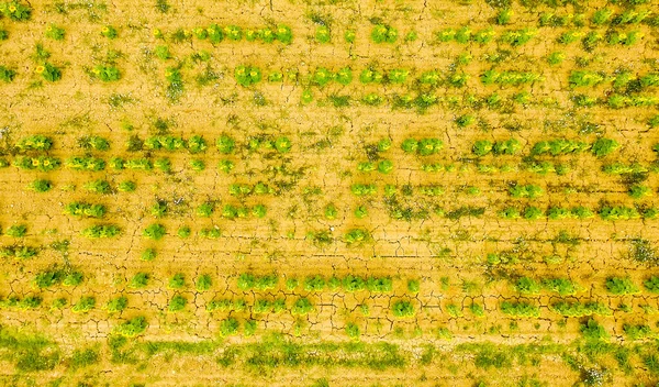 Luftaufnahme Des Schönen Sonnenblumenfeldes — Stockfoto