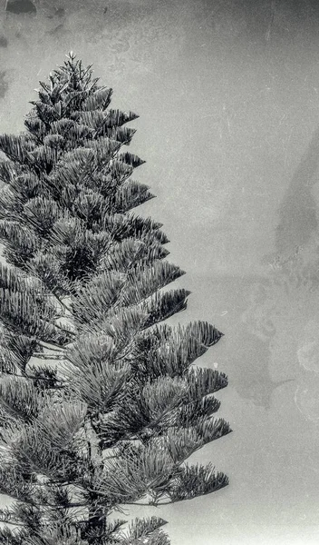 Прекрасне Соснове Дерево Тлі Блакитного Неба — стокове фото