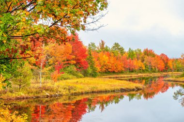 Bar Harbor, Maine 'de Ürdün Nehri yeşillik renkleri