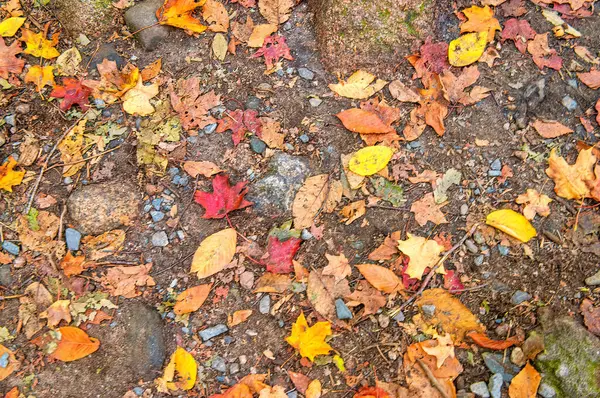 Kolorowe Liście Ziemi Sezonie Liści — Zdjęcie stockowe