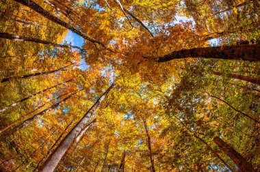 Sonbaharda yüksek orman ağaçlarının gökyüzüne bakan manzarası