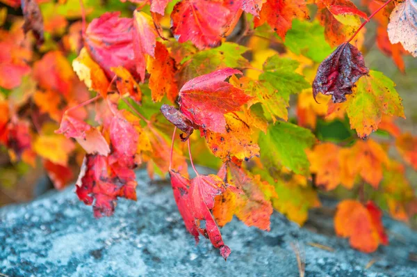 Laub Hinterlässt Farben Herbst Rote Und Gelbe Schattierungen — Stockfoto